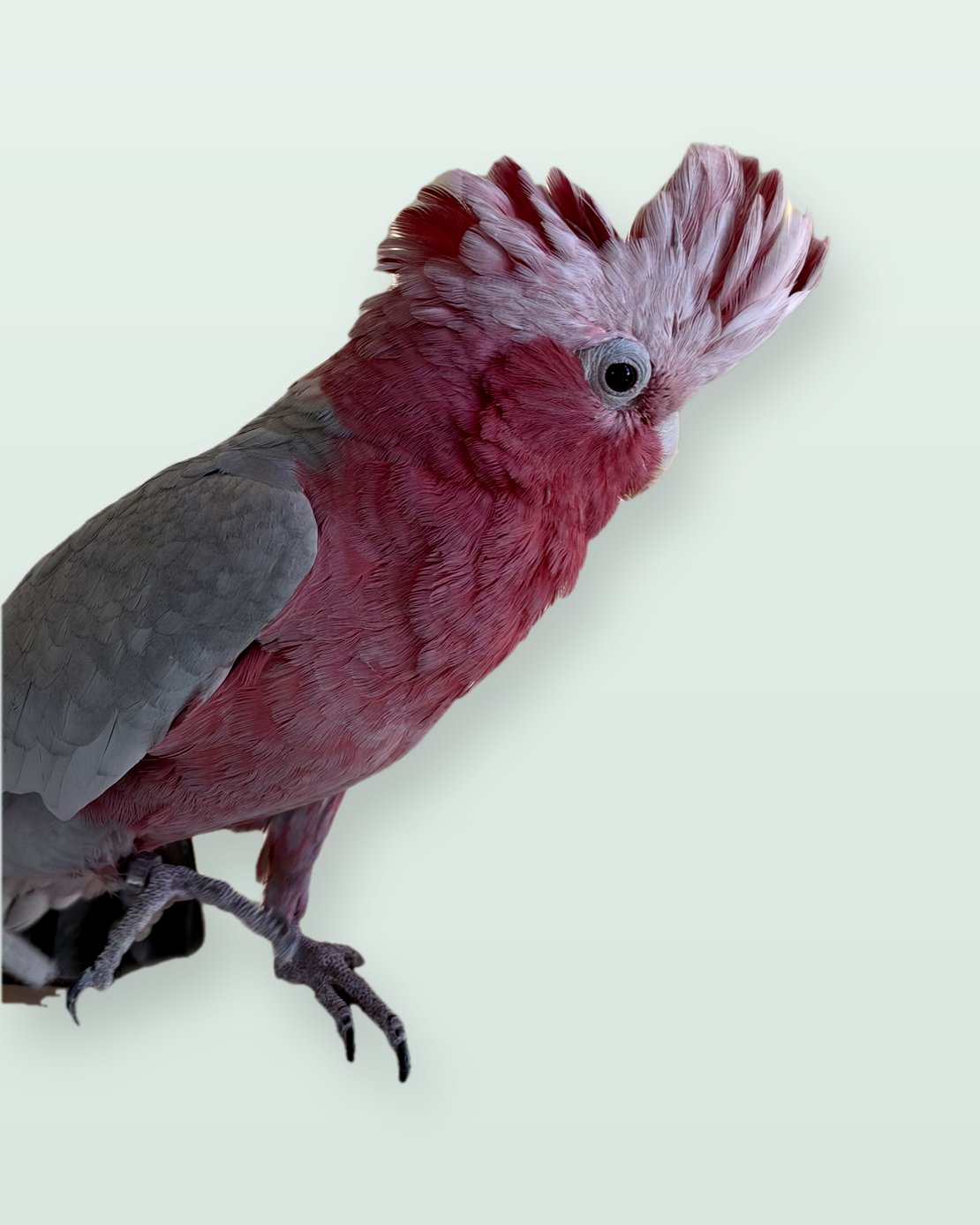 Lucas, a galah with a rose-pink chest and pale crest, on a perch