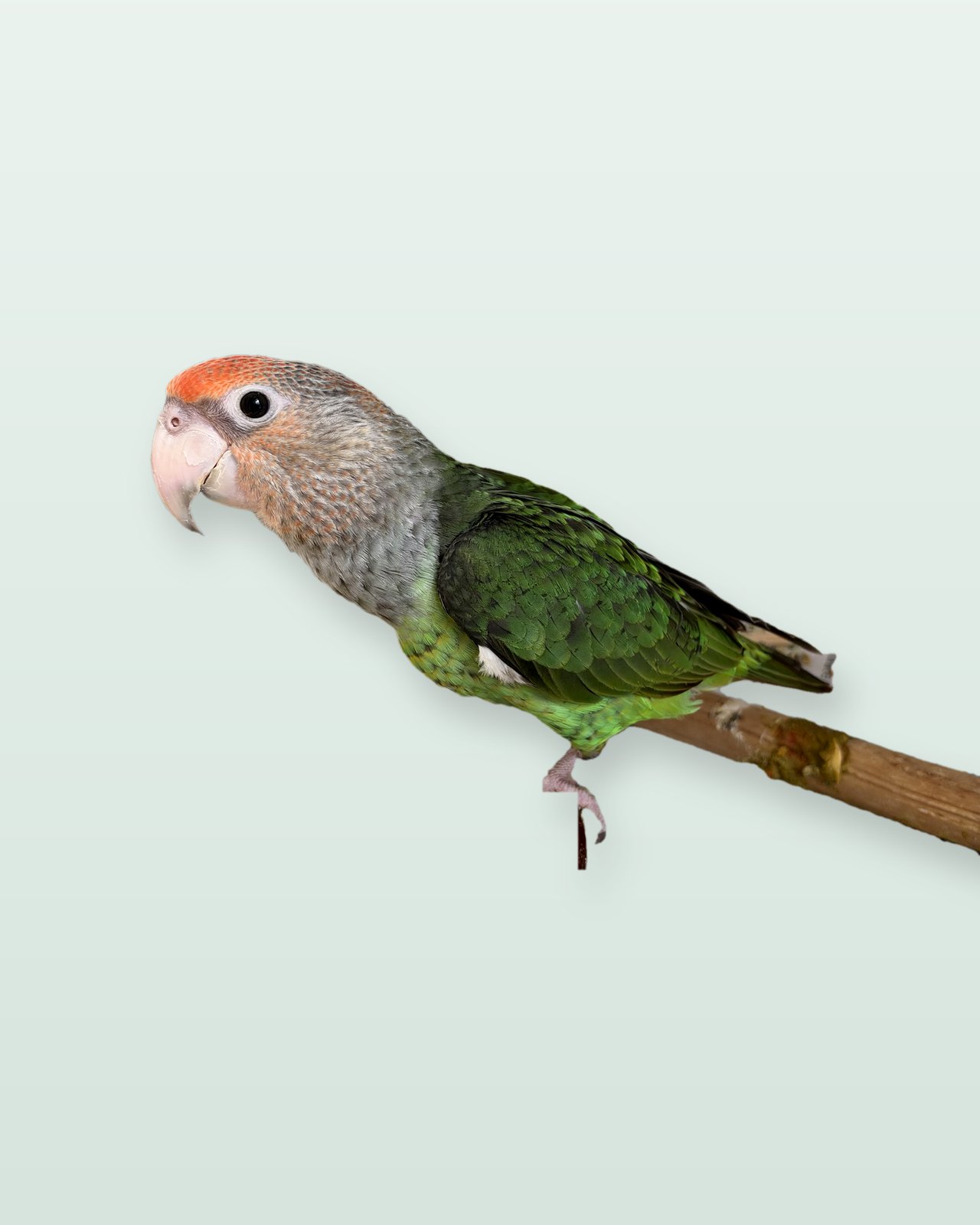 Thomas, a Cape parrot with an orange forehead and green wings, on a branch